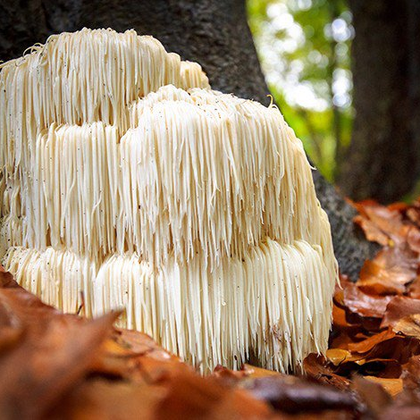 Lions Mane Mushrooms Healing